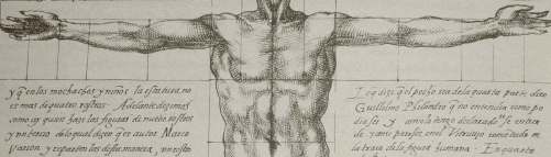 PROPORCIONES DEL CUERPO HUMANO